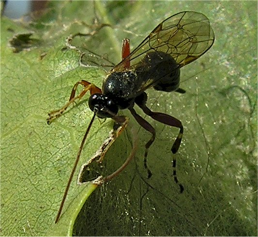 larve di lepidottero defoliatore: Clostera anastomosis